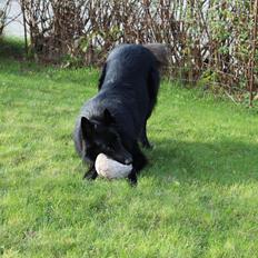 Groenendael Coeur-Ami Pepsi Blue