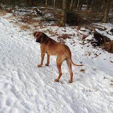 Rhodesian ridgeback Hazinas 6th Fahari by U