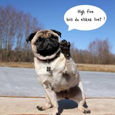 Mops Zoe - Rullepølsen