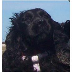 Cocker spaniel Rosa