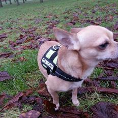 Chihuahua spike