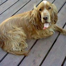 Cocker spaniel Buller og fie