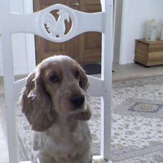 Cocker spaniel Buller og fie