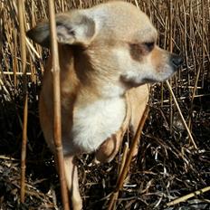 Chihuahua spike