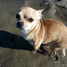 Chihuahua spike
