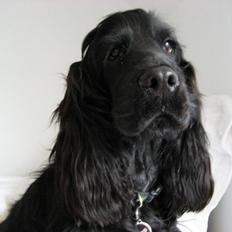 Cocker spaniel Charlie