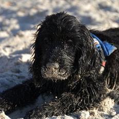 Cocker spaniel Charlie