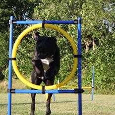 Blanding af racer Baloo