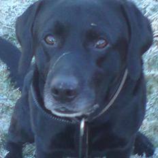 Labrador retriever Mickey