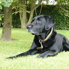 Labrador retriever Mickey