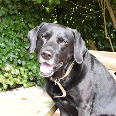 Labrador retriever Mickey