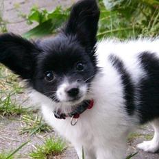 Papillon Knirkebo's Kalii