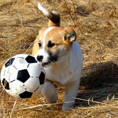 Islandsk fårehund Freddi