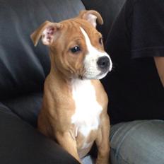 Staffordshire bull terrier Deestaff. Through Mr. Bou. Aka Brady