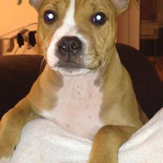 Staffordshire bull terrier Deestaff. Through Mr. Bou. Aka Brady