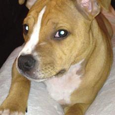 Staffordshire bull terrier Deestaff. Through Mr. Bou. Aka Brady