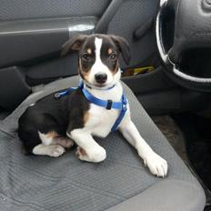 Dansk svensk gaardhund Kvik