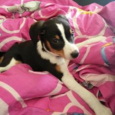 Dansk svensk gaardhund Kvik