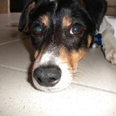 Dansk svensk gaardhund Futte