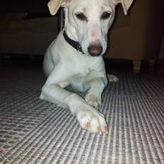 Dansk svensk gaardhund Basse