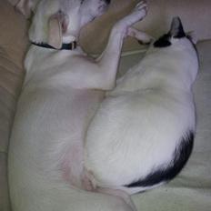 Dansk svensk gaardhund Basse