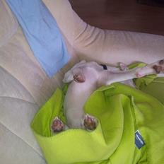 Dansk svensk gaardhund Basse