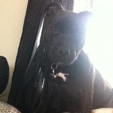 Staffordshire bull terrier Angel carbonara staff sodalis