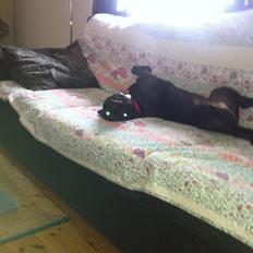 Staffordshire bull terrier Angel carbonara staff sodalis