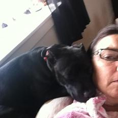 Staffordshire bull terrier Angel carbonara staff sodalis