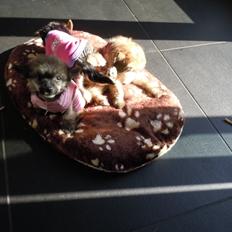 Chinese crested hårløs Zoey