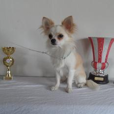 Chihuahua Hart And Souls Captain