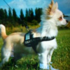 Chihuahua Hart And Souls Captain