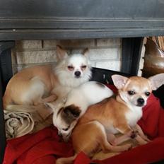 Chihuahua Hart And Souls Captain