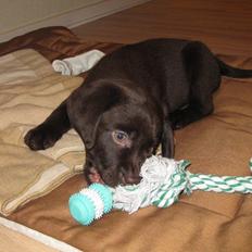 Labrador retriever Balder
