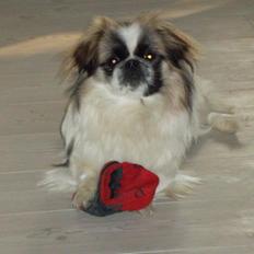Pekingeser Kitty