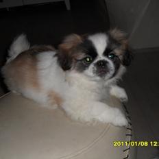 Pekingeser Kitty