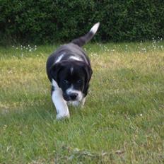 Blanding af racer Futte