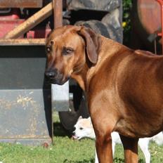 Rhodesian ridgeback Mougli