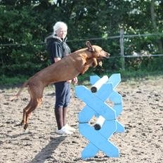 Rhodesian ridgeback Mougli