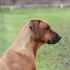 Rhodesian ridgeback Mougli