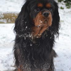 Cavalier king charles spaniel Johnny