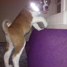 Blanding af racer Filippa.