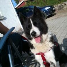 Karelsk bjørnehund Rikki