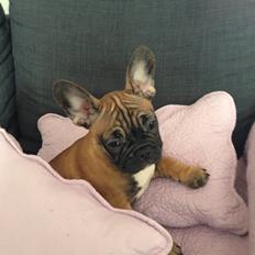 Fransk bulldog Fie