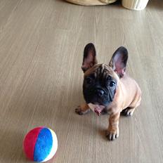 Fransk bulldog Fie