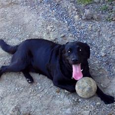 Labrador retriever mille
