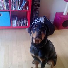 Rottweiler Elvis