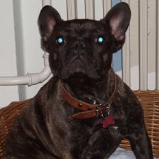 Fransk bulldog Mattie