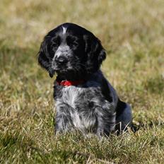 Cocker spaniel Mille