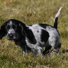 Cocker spaniel Mille